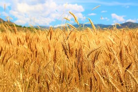Έρχεται σοδειά ρεκόρ για την παραγωγή θεσσαλικού σιταριού στον κάμπο